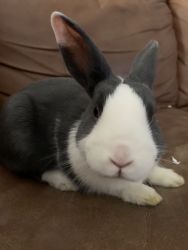 Adorable 2 yr old bunny- one blue eye and one brown eye
