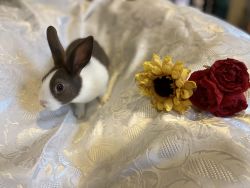 8 lovable Dutch bunnies for sale