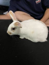 White/Brown Bunny for sale!