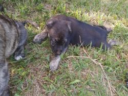 Dutch shepard puppies for sale