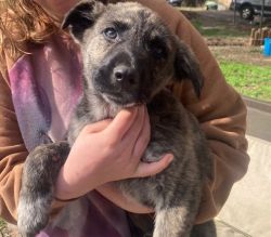 10 Week Old Male Puppy in East Texas
