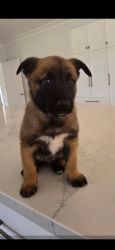 Exceptional Purebred Dutch Shepherd Puppies (working protection bloodl