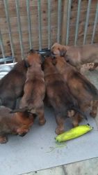Malinois Puppies Male And Females