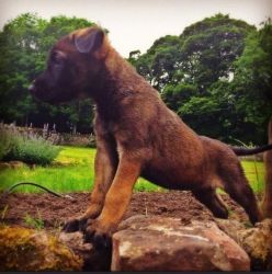 Dutch Herder Puppies Available