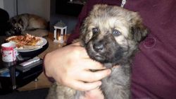 Beatiful Kc Registered German Shepherd Puppies