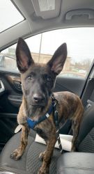 Dutch Shepherd Puppy for Rehoming!