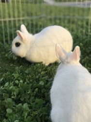 Dwarf Hotot bunnies
