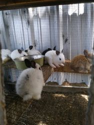 Baby rabbits for sale 20.00