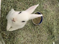 Female Hotot Bunny