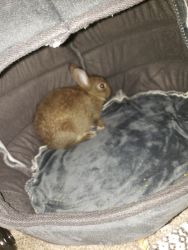 7 week old bunny