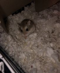 Dwarf hamster and cage
