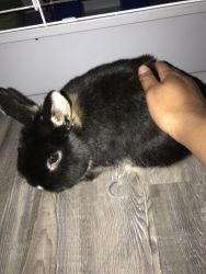 Rehoming Dwarf bunny
