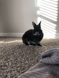 Luna, 2 Year old Female Dwarf Rabbit