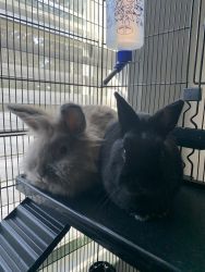 Adorable small rabbit couple