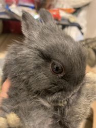 Dwarf bunny needs a new home