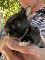 Adorable baby Dwarf bunnies