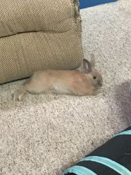 5 month old Dwarf Rabbit In Need of Caring Home