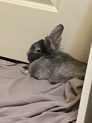 Male rabbit and all supplies for sale