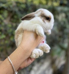 3 Adorable baby bunnies for sale