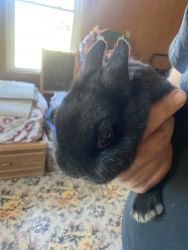 2 black dutch bunnies with cage
