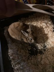 Dwarf Rabbit in need of new home