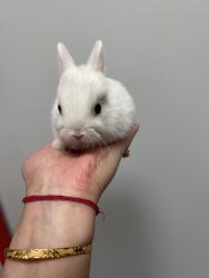 Dorf bunnies for sale