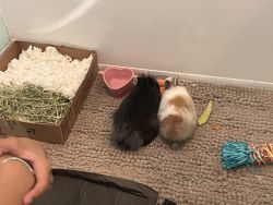 2 bonded bunnies, litter box trained and neutered!