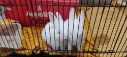 RABBITS WITH CAGE