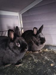 2 dwarf bunnies