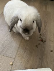 Selling litter trained rabbit, 5 months old with supplies
