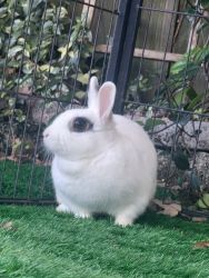 Bunny and hutch for sale