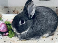Baby Russian gray dwarf bunny rabbit