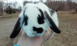 Hand raised mini breed bunnies!