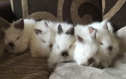 Beautiful White Baby Rabbit Dwarf Kits