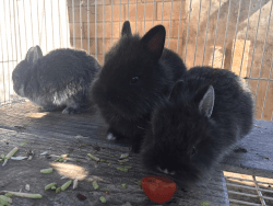 Baby bunnies to good home