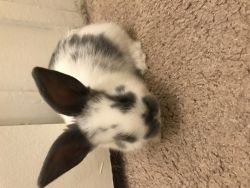 Bunnies Need Forever Homes!