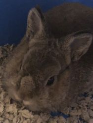 Rehoming Young Dward Bunny
