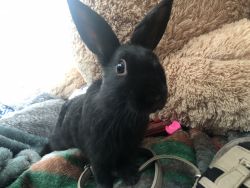 bunny needed for a good home