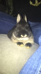 Baby dwarf bunny
