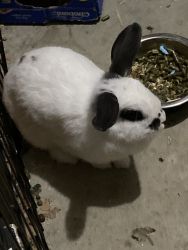 Mini dwarf bunny