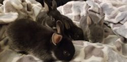Dwarf otter rabbits mix