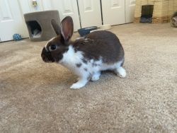 Bunnies for sale - two, need good home