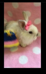 Dwarf Bunny Rabbit LITTER TRAINED! *BuNniES!*
