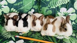 5 Baby dwarf bunnies for adoption