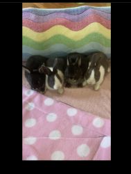 Baby Dwarf Bunnies! 9 weeks! Litter trained! Dapper Dwarfs Rabbitry!