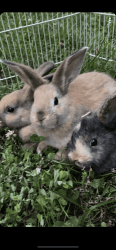 1/2 dwarf 1/2 lop bunnies