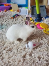 dwarf bunny for rehome