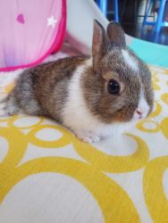 dwarf bunnies looking for rehome