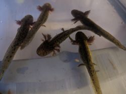 Axolotl juveniles for sale