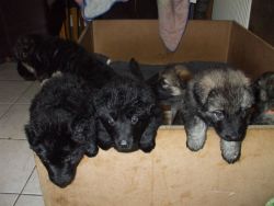cute male and female German Shepherd puppies for sale